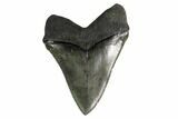 Serrated, Fossil Megalodon Tooth - South Carolina #160259-1